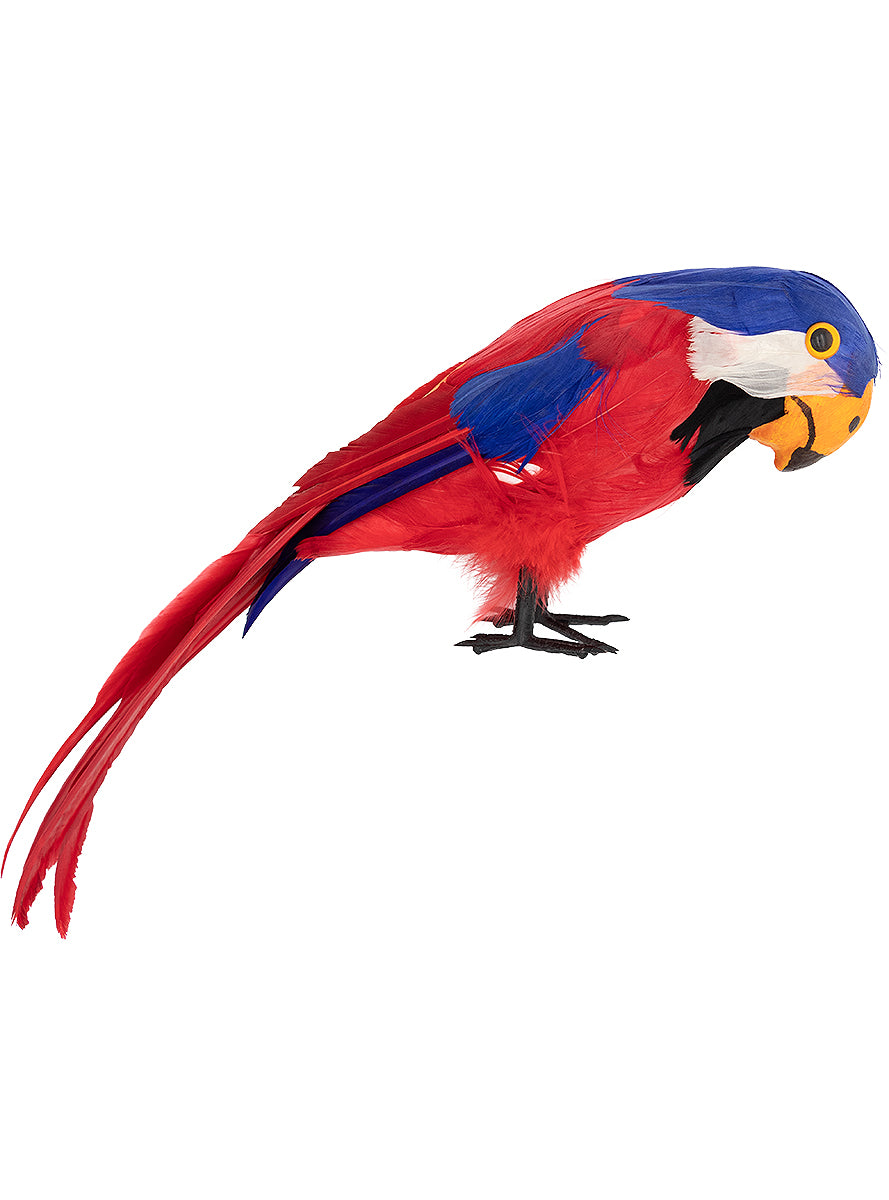 Perroquet pirate