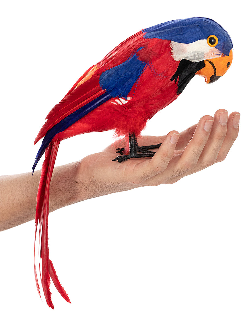 Perroquet pirate