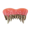 DENTIER ZOMBIE (nécessaire de fixation inclus)