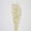 BOUQUET DE CHARDON SECHE BLANC