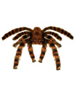Tarentules 65cm