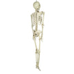 SQUELETTE TAILLE HUMAINE 153CM