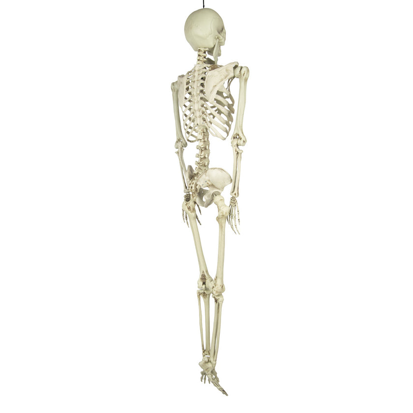 SQUELETTE TAILLE HUMAINE 153CM