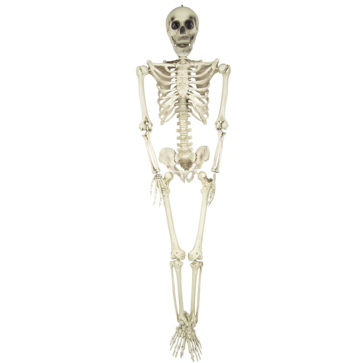 SQUELETTE TAILLE HUMAINE 153CM
