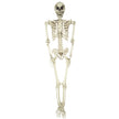 SQUELETTE TAILLE HUMAINE 153CM