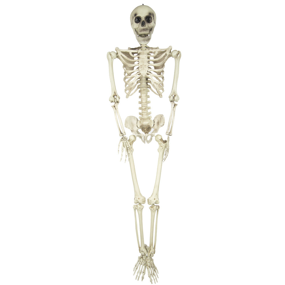 SQUELETTE TAILLE HUMAINE 153CM
