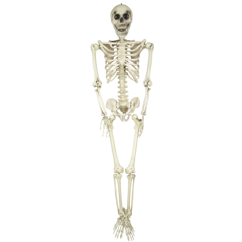 SQUELETTE TAILLE HUMAINE 153CM