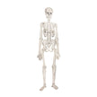SQUELETTE ARTICULÉ CABINET DE CURIOSITES 135CM