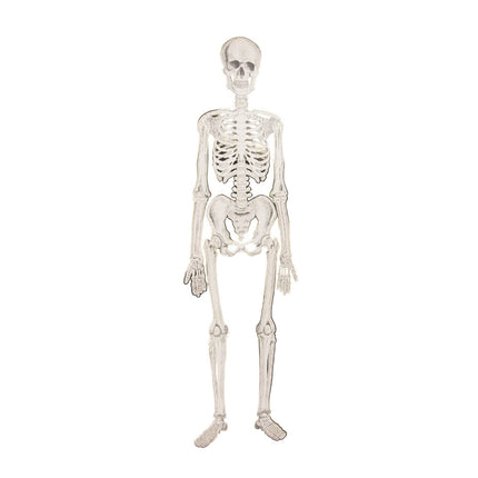 SQUELETTE ARTICULÉ CABINET DE CURIOSITES 135CM