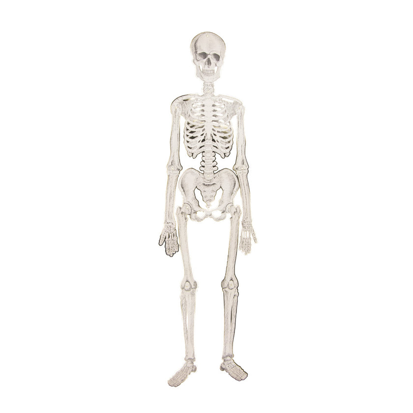 SQUELETTE ARTICULÉ CABINET DE CURIOSITES 135CM